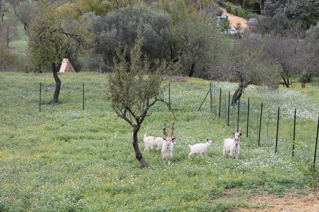 B&B Nettuno San Leone Eksteriør bilde